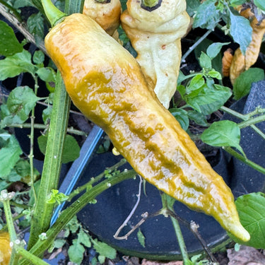Bhut Jolokia Solid Gold - Seeds - The Pepper Pantry (Formerly Marie Sharp's)